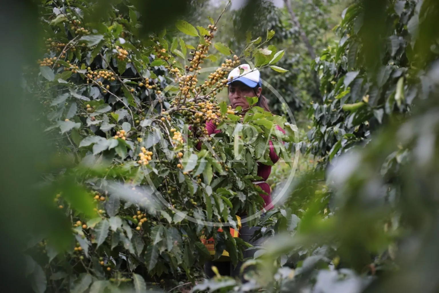 Mexico presents the campaign ‘Order a Mexican coffee’ — photo 1