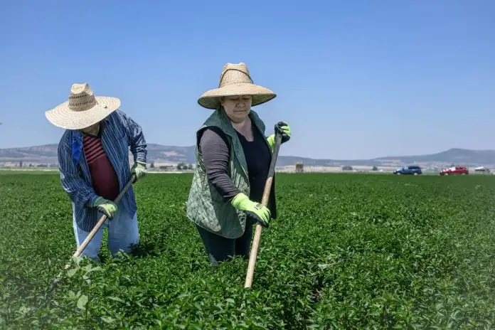 The mass expulsion of immigrants has impacted industries that rely on their labor. In response, some Republican governors and lawmakers believe the solution is to roll back protections for minors against labor abuse. Photo: Manuel Ortiz MxPA