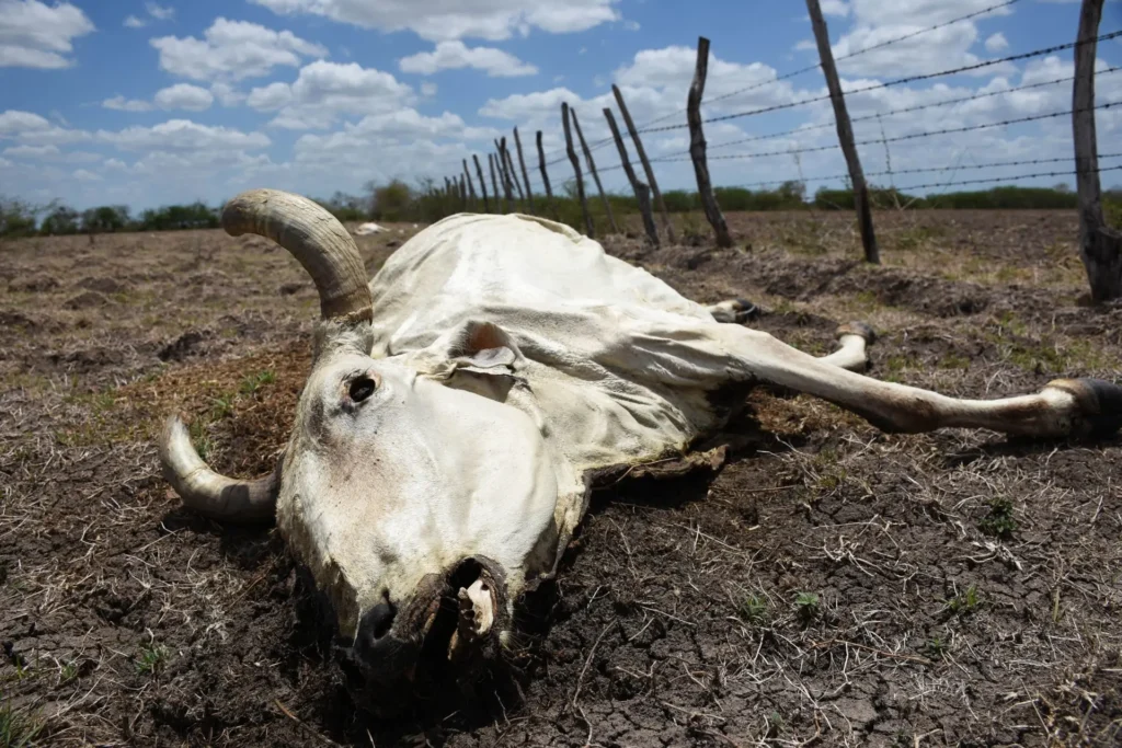 The national strategy against screwworm in conjunction with the U.S. government, aims to reopen the border for cattle exports between the two countries within 15 days. Photo: Michael Balam Chan / Cuartoscuro / MxPA