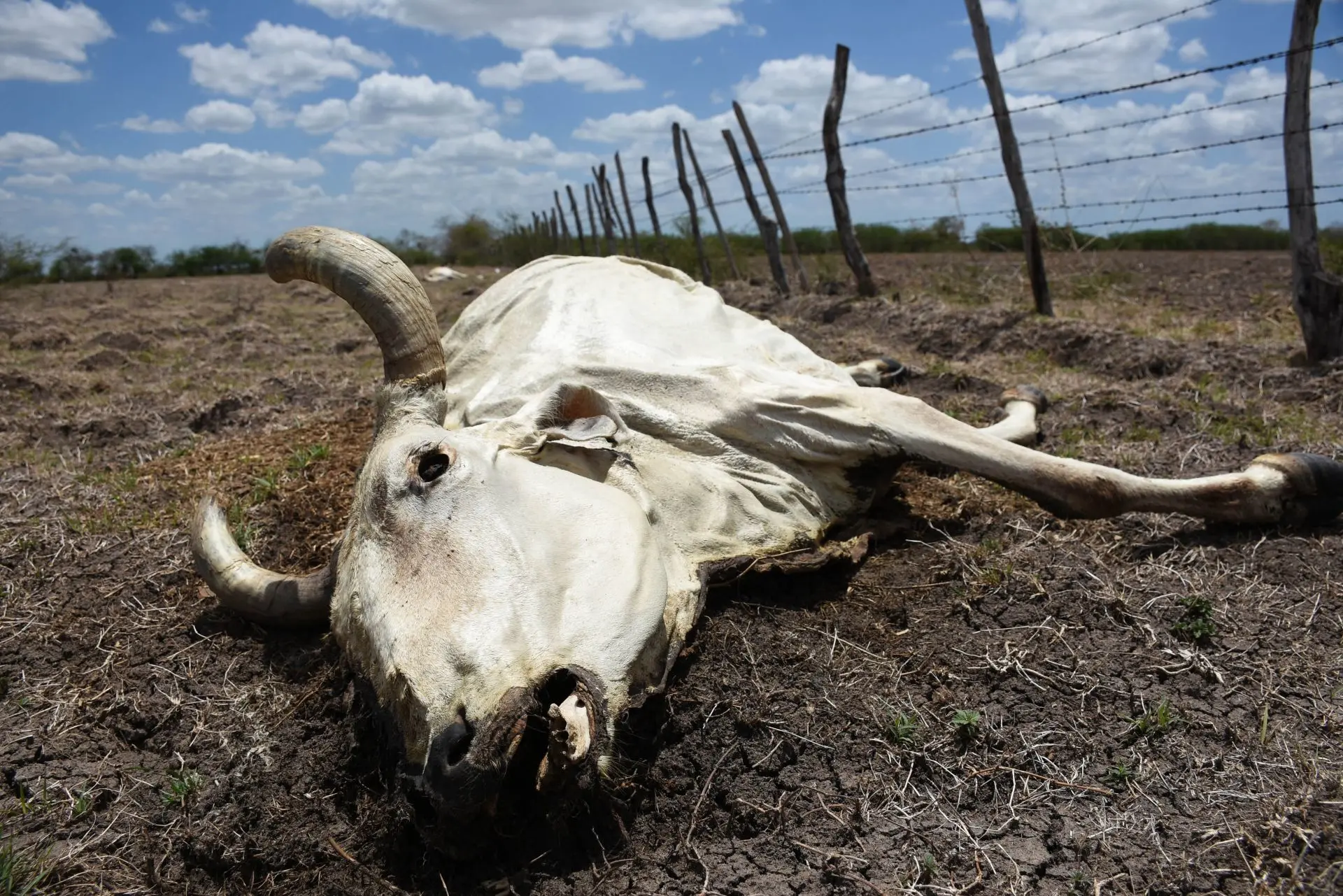 The national strategy against screwworm in conjunction with the U.S. government, aims to reopen the border for cattle exports between the two countries within 15 days. Photo: Michael Balam Chan / Cuartoscuro / MxPA