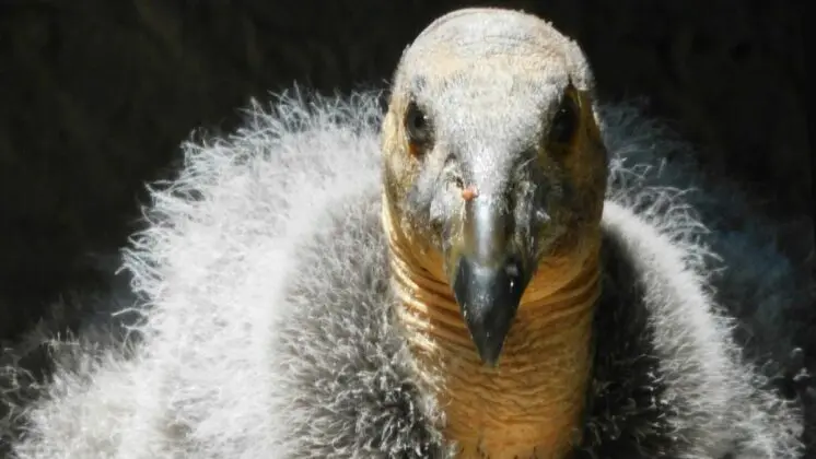 Considered an essential element of the vivid blue skies over the Sierra de San Pedro Mártir, the California condor is today the largest bird in North America. Photo: SEMARNAT