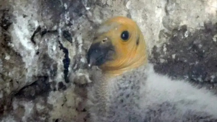To date, the California condor is classified as endangered under Mexico’s NOM-059 list of threatened species. Photo: SEMARNAT