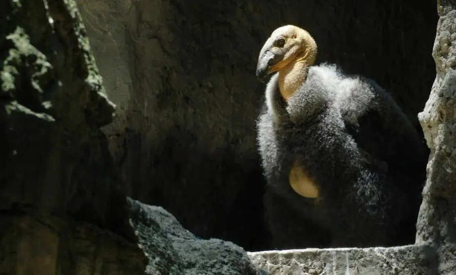 There is currently a population of 48 condors in Mexico. Photo: SEMARNAT