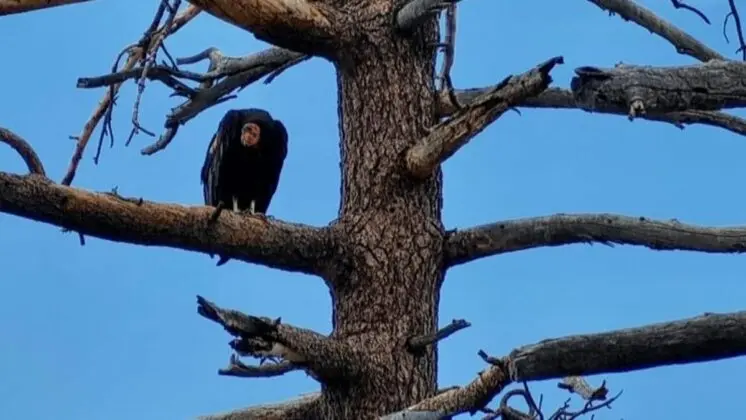 Declared extinct in Mexico’s habitat in 1940, the California condor has been gradually and successfully returning home for the past two decades through a binational program between Mexico and the United States. Photo: SEMARNAT