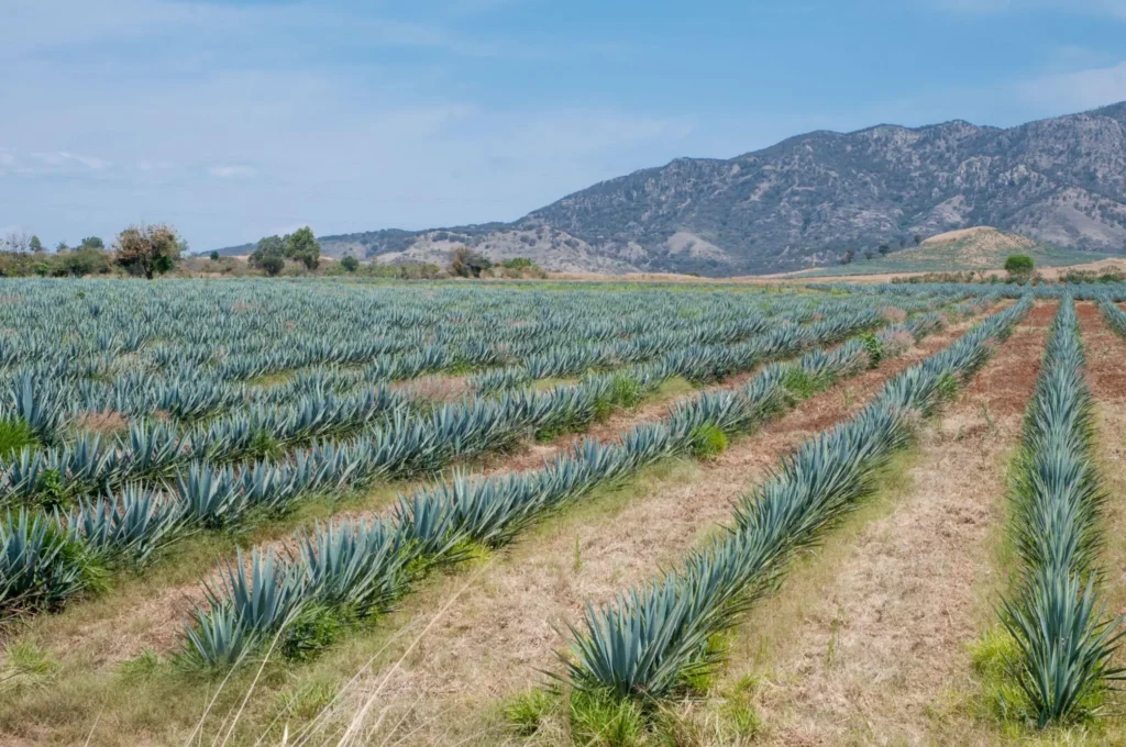 Described by the Ministry of Agriculture and Rural Development (SADER) as “Mexico’s quintessential beverage,” tequila is more than a spirit—it’s a living legacy of the Mexican countryside, cultivated and cared for by thousands of producers, primarily in the state of Jalisco. Photo: Goverment of Mexico.