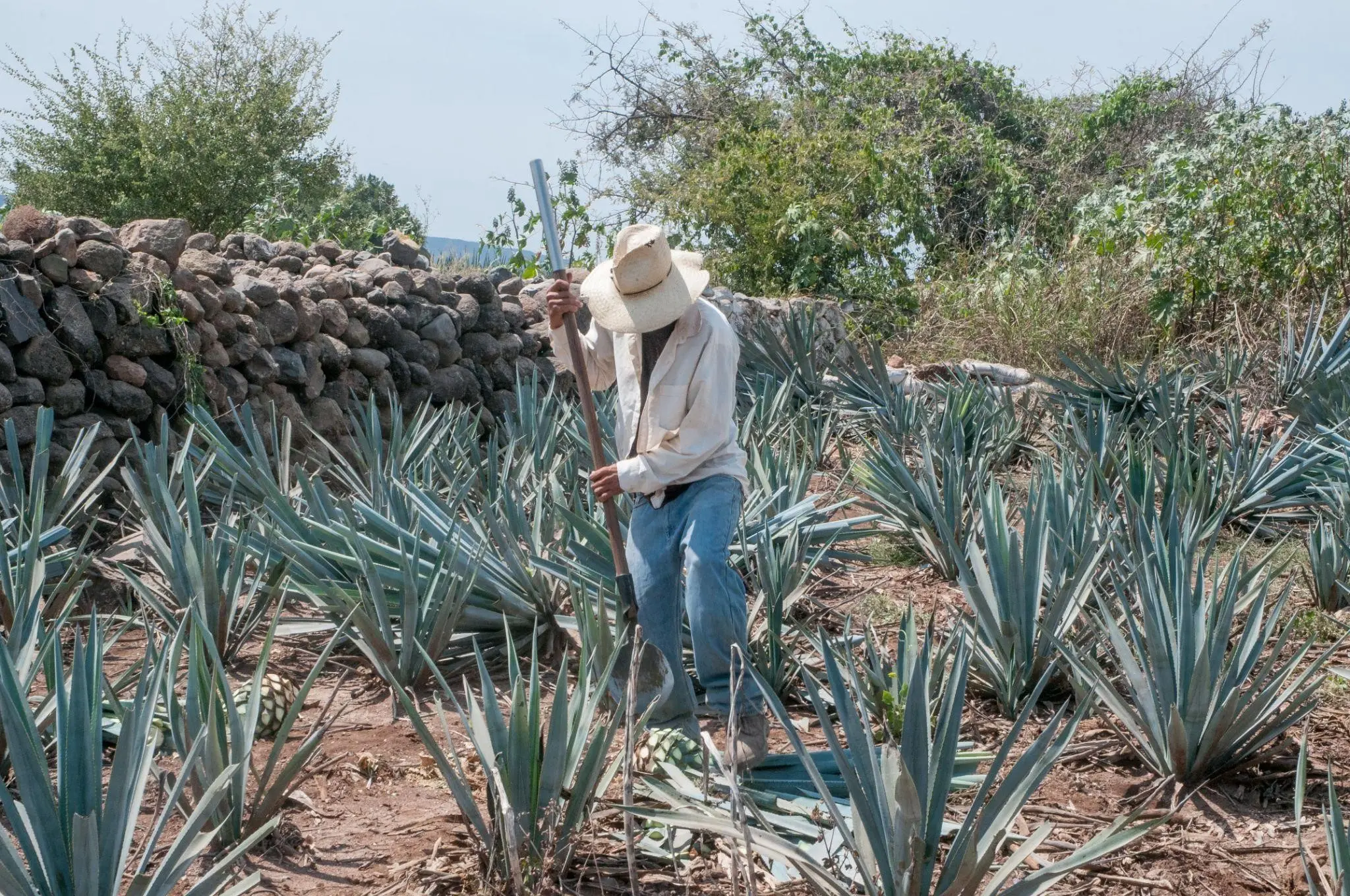 Tequila, the iconic elixir that soothes heartbreaks and fuels festive celebrations alike, is being honored this July 24 on International Tequila Day. Photo: Government of Mexico