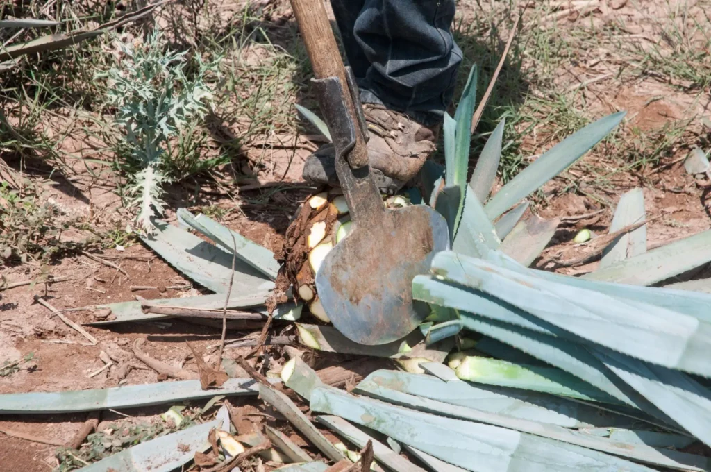 Tequila is made from blue agave, a perennial cactus well-suited to arid zones. The heart of the plant, known as the piña, contains a sweet, viscous juice rich in fructose. Photo: Goverment of Mexico.