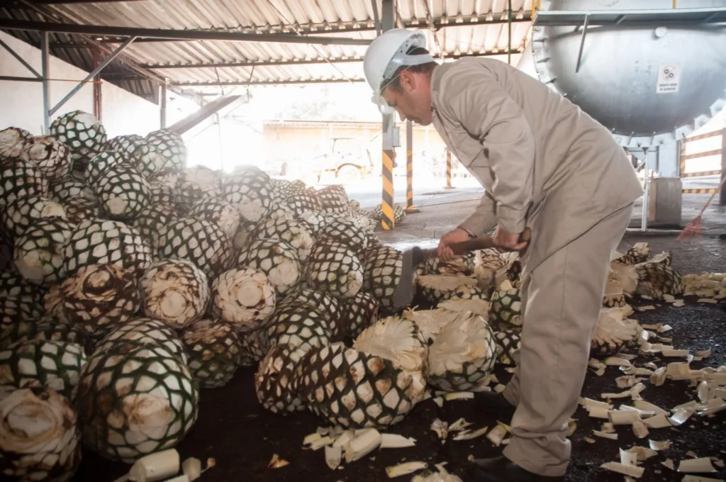 The Ministry also stressed the importance of preserving this tradition while protecting the environment. Photo: Government of Mexico.