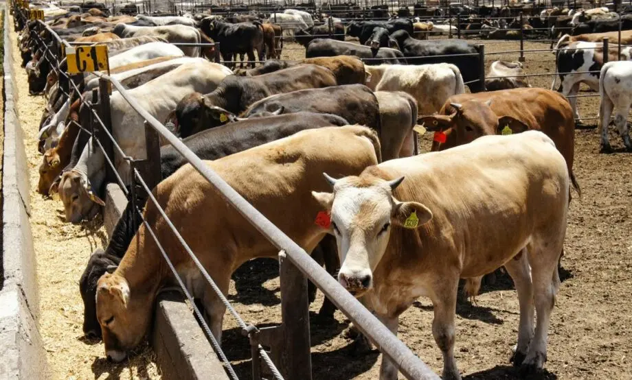 Sheinbaum Announces Dates for the Reopening of Border to Livestock. Photo: Ministry of Agriculture and Rural Development