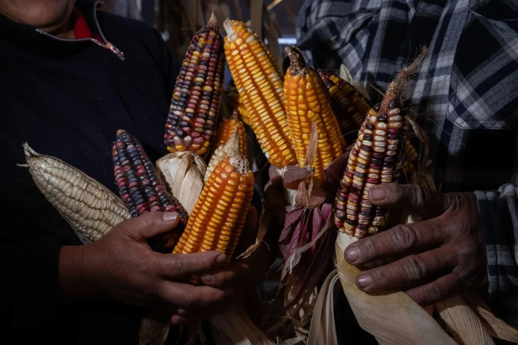 On this National Corn Day, the Ministry of Agriculture and Rural Development (SADER) highlighted corn’s role not only as a staple food but also as a symbol of identity, tradition, and biodiversity. Photo: SADER