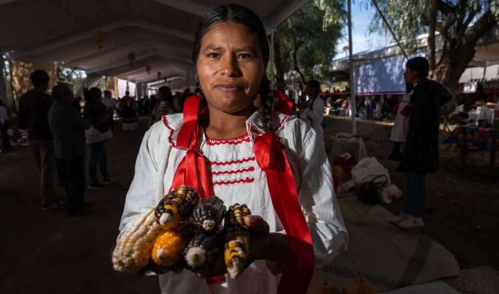 On September 29, Mexico celebrated National Corn Day, honoring one of the country’s most emblematic grains. Photo: SADER