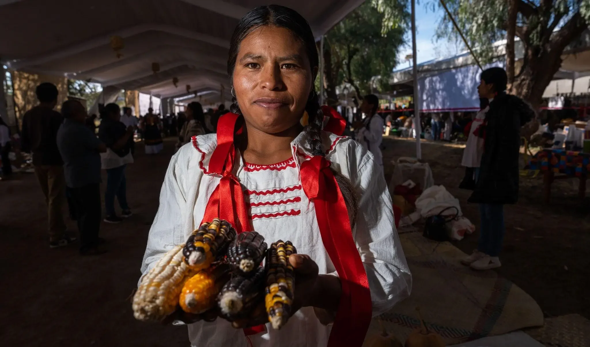 On September 29, Mexico celebrated National Corn Day, honoring one of the country’s most emblematic grains. Photo: SADER