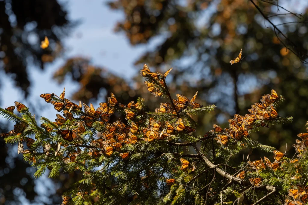 “The natural beauty of the monarch butterfly and the artisanal tradition of Tlalpujagua are unique experiences that make us proud as Michoacanos,” said Thelma Aquique Arrieta, Morelia’s Secretary of Tourism. Photo: MAPRESA