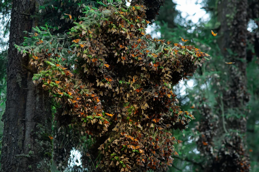 Every year, millions of monarch butterflies arrive at the sanctuaries of Sierra Chincua and El Rosario, located in the municipalities of Angangueo and Ocampo. Photo: MAPRESA