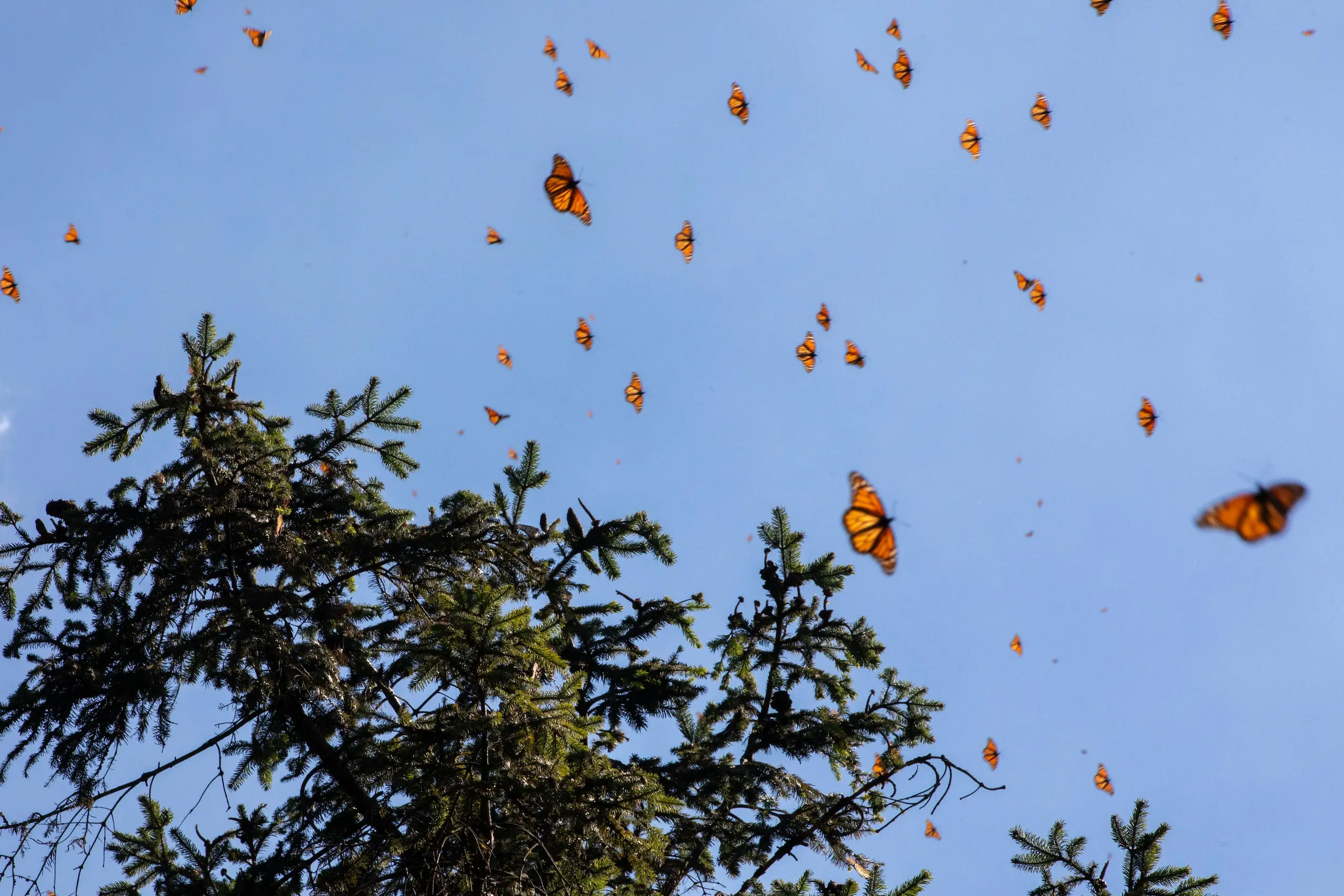 Mexico officially opened the 2025–2026 season of the Monarch Butterfly Sanctuaries in Michoacán. Photo: Sectur