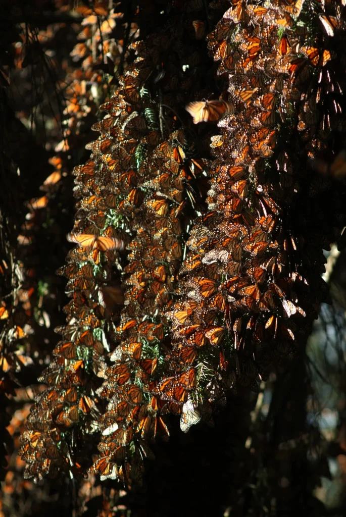 These natural sanctuaries, designated by UNESCO as part of the Monarch Butterfly Biosphere Reserve, will open to visitors in late November. Photo: MAPRESA