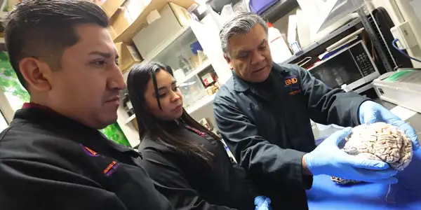 In the global race to understand Alzheimer’s, Mexican research has marked a turning point by more precisely locating the origin of brain damage and opening new possibilities to detect it in early stages through non-invasive methods from the Instituto Politécnico Nacional (IPN). Photo: IPN